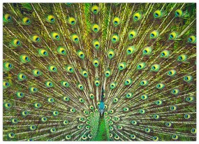 Tablou pe sticlă - Peacock (70x50 cm)