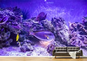 Tapet Premium Canvas - Pestii si reciful de corali