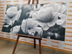 Tablou câmp frumos de maci sălbatici în design alb-negru