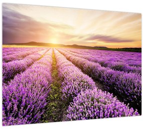 Tablou - Răsărit de soare în câmp de lavandă (70x50 cm)