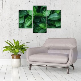 Tablou - Frunze verzi (90x60 cm)