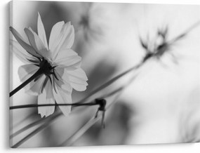 Tablou - Flori alb-negru (70x50 cm)