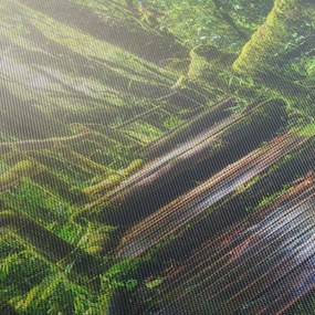Tablou - trepte din lemn în pădure (70x50 cm)