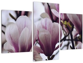 Tablou - Magnolie (90x60 cm)