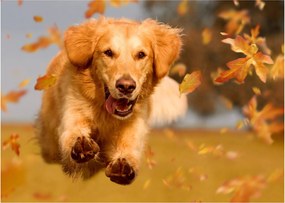Tablou pe sticlă - Golden Retriever (70x50 cm)