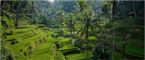 Tablou cu terasele cu orez Tegalalang, Bali (120x50 cm)