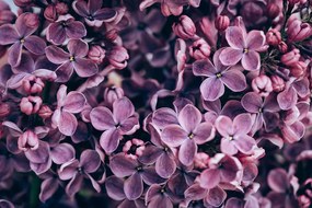Fototapet flori violete de liliac