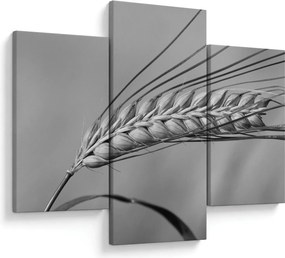 Tablou - Grâu,alb-negru (90x60 cm)