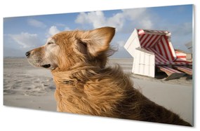 Tablouri acrilice Plaja de câine Brown
