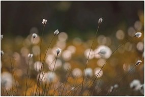 Tablou - Pajiște cu iarbă de cozonac N⁰2 (90x60 cm)