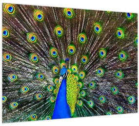 Tablou - Păun (70x50 cm)