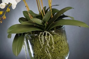 Aranjament floral de dimensiuni mari PHALENOPSIS MAXI 1142077.95