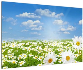 Tablou cu luncă înflorită cu margarete (90x60 cm)