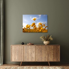 Tablou pe sticlă - Câmp cu flori galben deschis (70x50 cm)