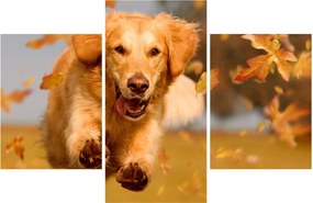 Tablou - Golden Retriever (90x60 cm)
