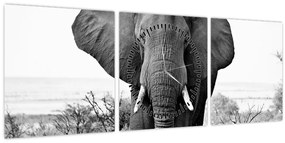 Tablou - Elefantul african II. (cu ceas) (90x30 cm)