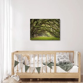 Tablou pe sticlă - Oaks Avenue, Charleston, Carolina de Sud, SUA (70x50 cm)