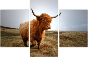 Tablou - Vaci scoțiene (90x60 cm)