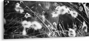 Tablou - Pânza de păianjen în pajiște (120x50 cm)