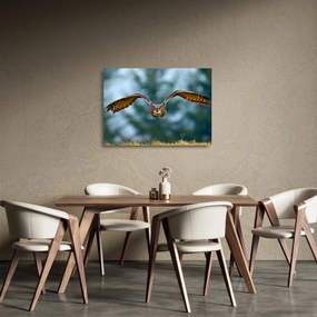 Tablou pe sticlă - Bufnita în zbor (70x50 cm)