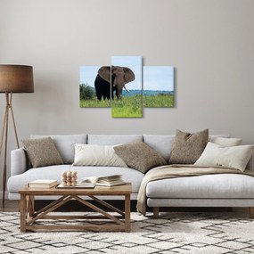 Tablou cu elefant (90x60 cm)