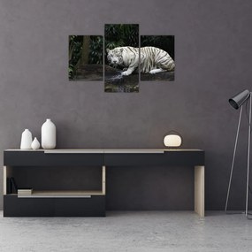 Tablou - Tigru alb (90x60 cm)