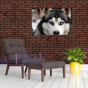 Tablou cu câinele husky (90x60 cm)