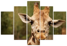 Tablou girafe (150x105 cm)