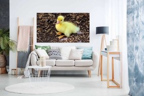 Tablou canvas ratusca galbena - 120x80cm