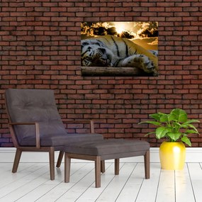 Tablou pe sticlă tigrul dormind (70x50 cm)