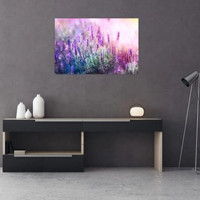Tablou - Lavandă în strălucirea soarelui (90x60 cm)