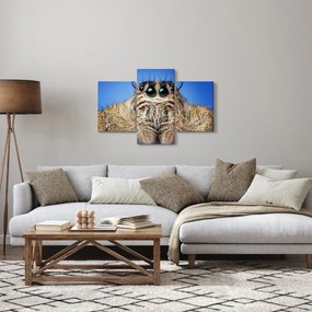 Tablou cu detalii a unui pâianjen (90x60 cm)