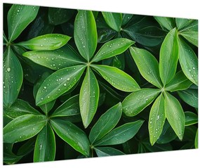Tablou - Frunze cu picături de rouă (90x60 cm)