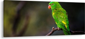 Tablou cu papagal pe greangă (120x50 cm)