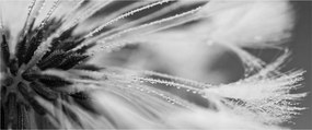 Tablou - Macro,alb-negru (120x50 cm)