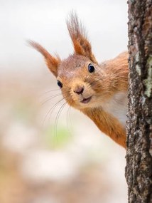 Fotografie Close-up of squirrel on tree trunk,Tumba,Botkyrka,Sweden, mange6699 / 500px