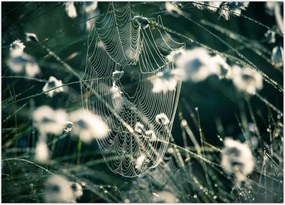 Tablou - Pânză de păianjen (70x50 cm)