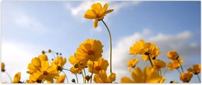 Tablou - Câmp cu flori galben deschis (120x50 cm)