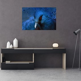 Tablou - Porumbel încoronat (90x60 cm)