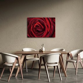 Tablou - Trandafir roșu cu picături de rouă (70x50 cm)