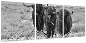 Tablou - Vaci scoțiene (cu ceas) (90x30 cm)