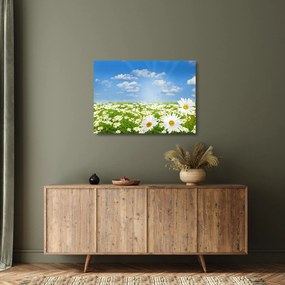 Tablou pe sticlă cu luncă înflorită cu margarete (70x50 cm)