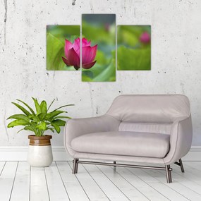 Tablou - floare de apă (90x60 cm)