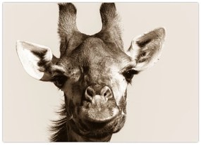 Tablou pe sticlă - Portret de girafă, de epocă (70x50 cm)