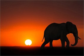Tablou cu elefant în apus de soare (90x60 cm)