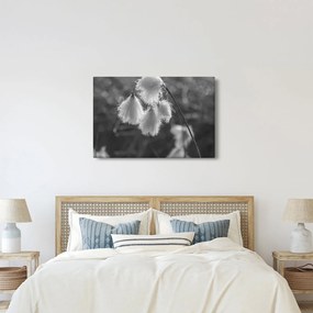 Tablou - Iarba de bumbac (90x60 cm)