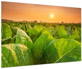 Tablou - Câmp (90x60 cm)