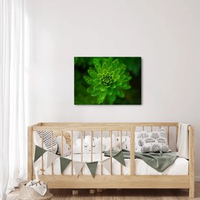 Tablou cu coniferi (70x50 cm)