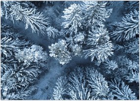 Tablou - Pădure înzăpezită (70x50 cm)