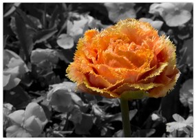Tablou pe sticlă cu floare (70x50 cm)